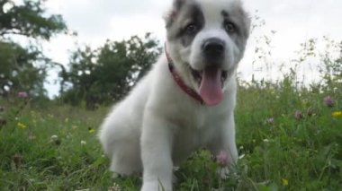 Alabai doğurmak köpek yavrusu