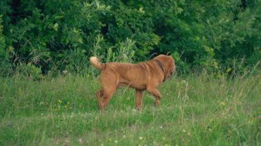 cins shar pei