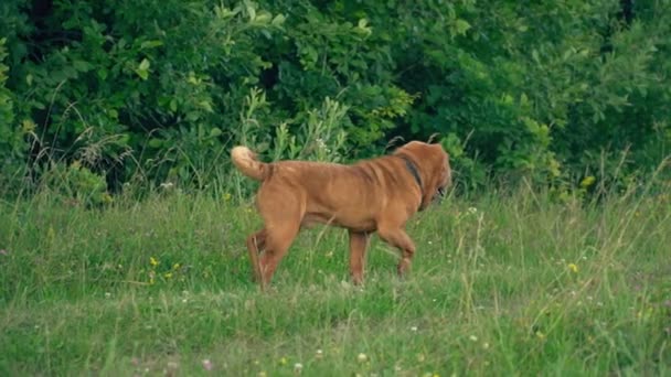 Cins shar pei — Stok video