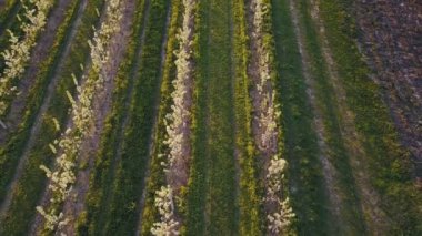 çiçek açan armut Bahçe