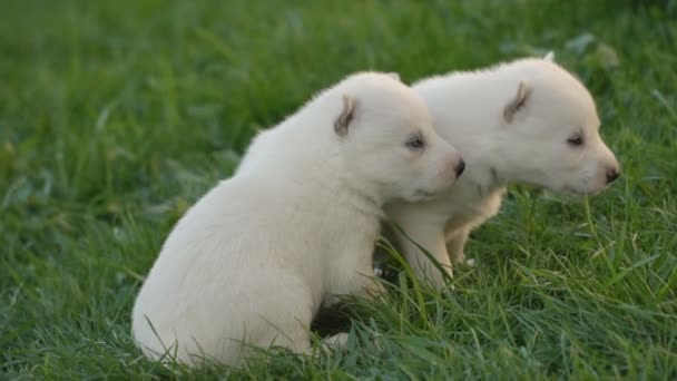 Filhotes de cachorro branco husky — Vídeo de Stock