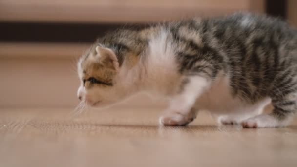 Het kleine kitten wandelingen — Stockvideo