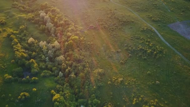 Drzewa na trawniku zachód słońca — Wideo stockowe