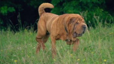 cins shar pei