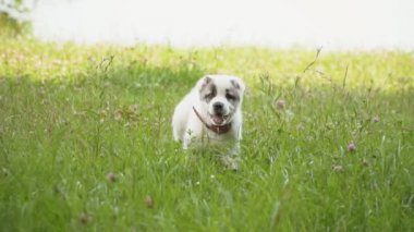 Alabai doğurmak köpek yavrusu