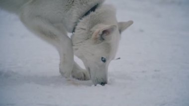Sarı saçlı Husky doğurmak köpek