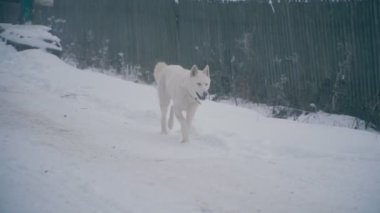 Sarı saçlı Husky doğurmak köpek