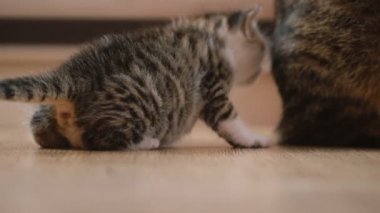 küçük yavru kedi yürüyor