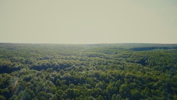 Grünes Holz aus der Höhe — Stockvideo