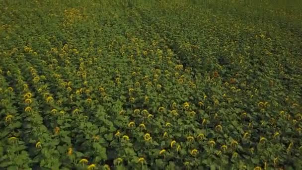 Flores de girassol — Vídeo de Stock