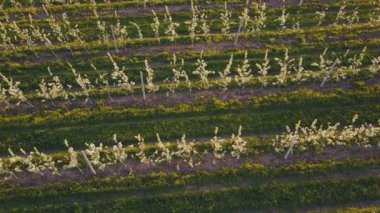 çiçek açan armut Bahçe