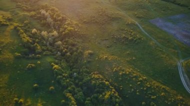 günbatımı güneş,'ın bahçesinde ağaçlar
