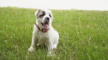 Alabai doğurmak köpek yavrusu