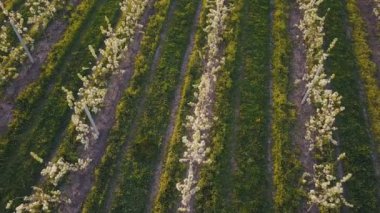 çiçek açan armut Bahçe