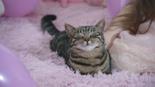 Chica con un gato en el sofá — Vídeos de Stock