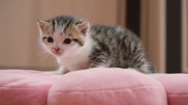 Belgili tanımlık yavru kedi yastık üzerinde oturur