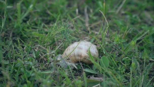 escargot assis dans l'herbe verte 