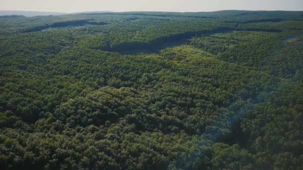 Зеленая древесина с высоты — стоковое видео