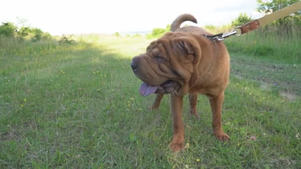 Aveln av shar pei — Stockvideo