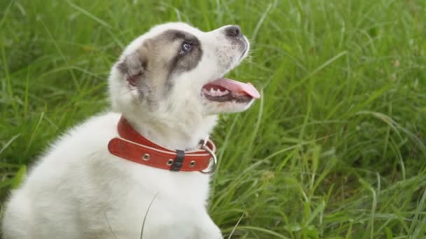 Alabai doğurmak köpek yavrusu — Stok video