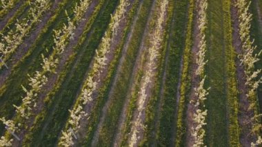 çiçek açan armut Bahçe