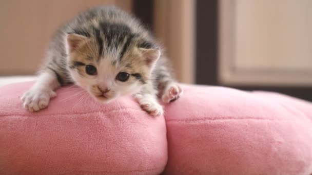 Belgili tanımlık yavru kedi yastık üzerinde oturur — Stok video