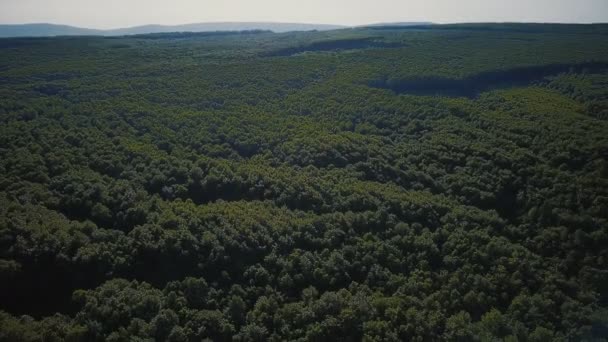Madera verde desde la altura — Vídeos de Stock