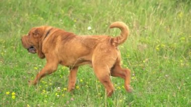 cins shar pei