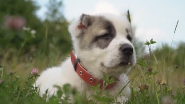 Alabai doğurmak köpek yavrusu