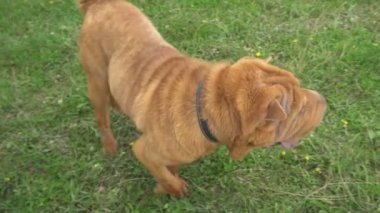 cins shar pei