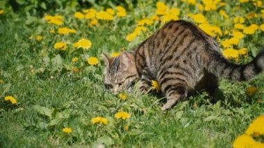 bir yavru kedi buldum