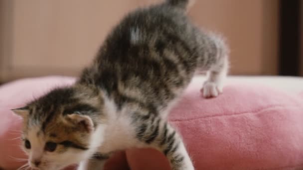 El gatito se sienta en la almohada — Vídeo de stock