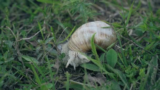 escargot assis dans l'herbe verte 