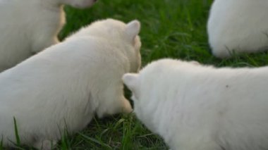 Beyaz husky yavruları