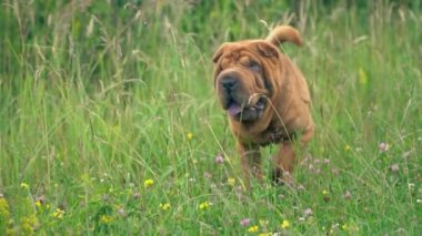 cins shar pei