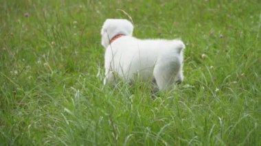 Alabai doğurmak köpek yavrusu
