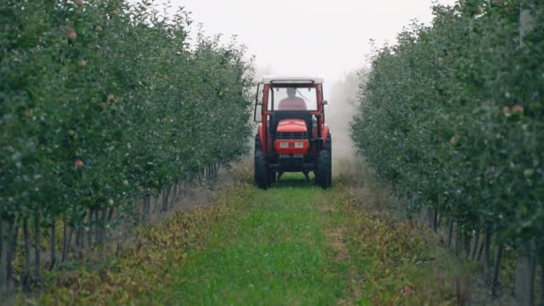 Apple tree besprutning med en traktor — Stockvideo