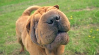 cins shar pei