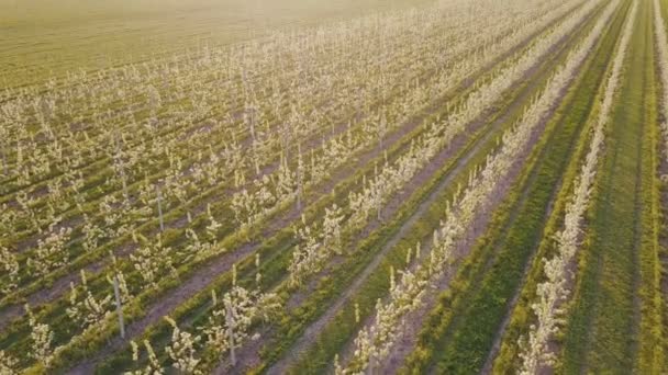 Blooming pear garden — Stock Video