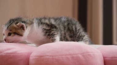 Belgili tanımlık yavru kedi yastık üzerinde oturur