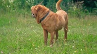 cins shar pei