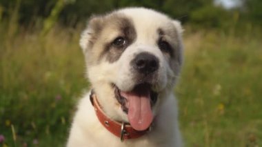 Alabai doğurmak köpek yavrusu