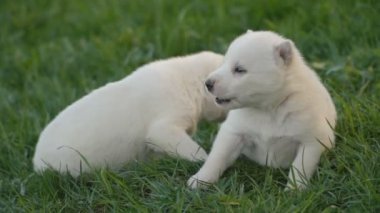 Beyaz husky yavruları