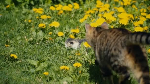 Katten hittade en kattunge — Stockvideo