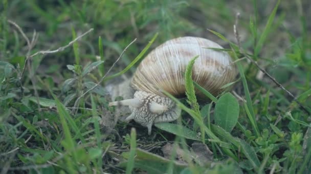 Snigel sitter i gröngräset — Stockvideo