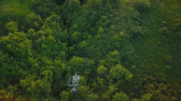 Arbres sur la pelouse au coucher du soleil soleil — Video