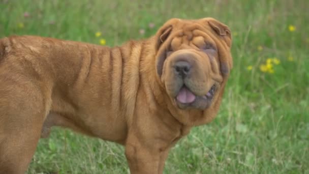 Het ras van de shar pei — Stockvideo