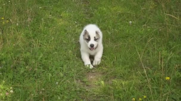 Cachorro da raça Alabai — Vídeo de Stock