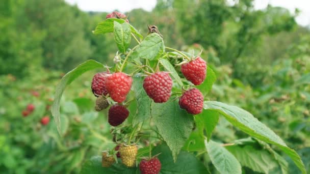 Fruits of raspberries on the bushes — Stock Video