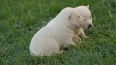 Beyaz husky yavruları
